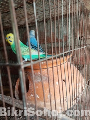 Budgerigar